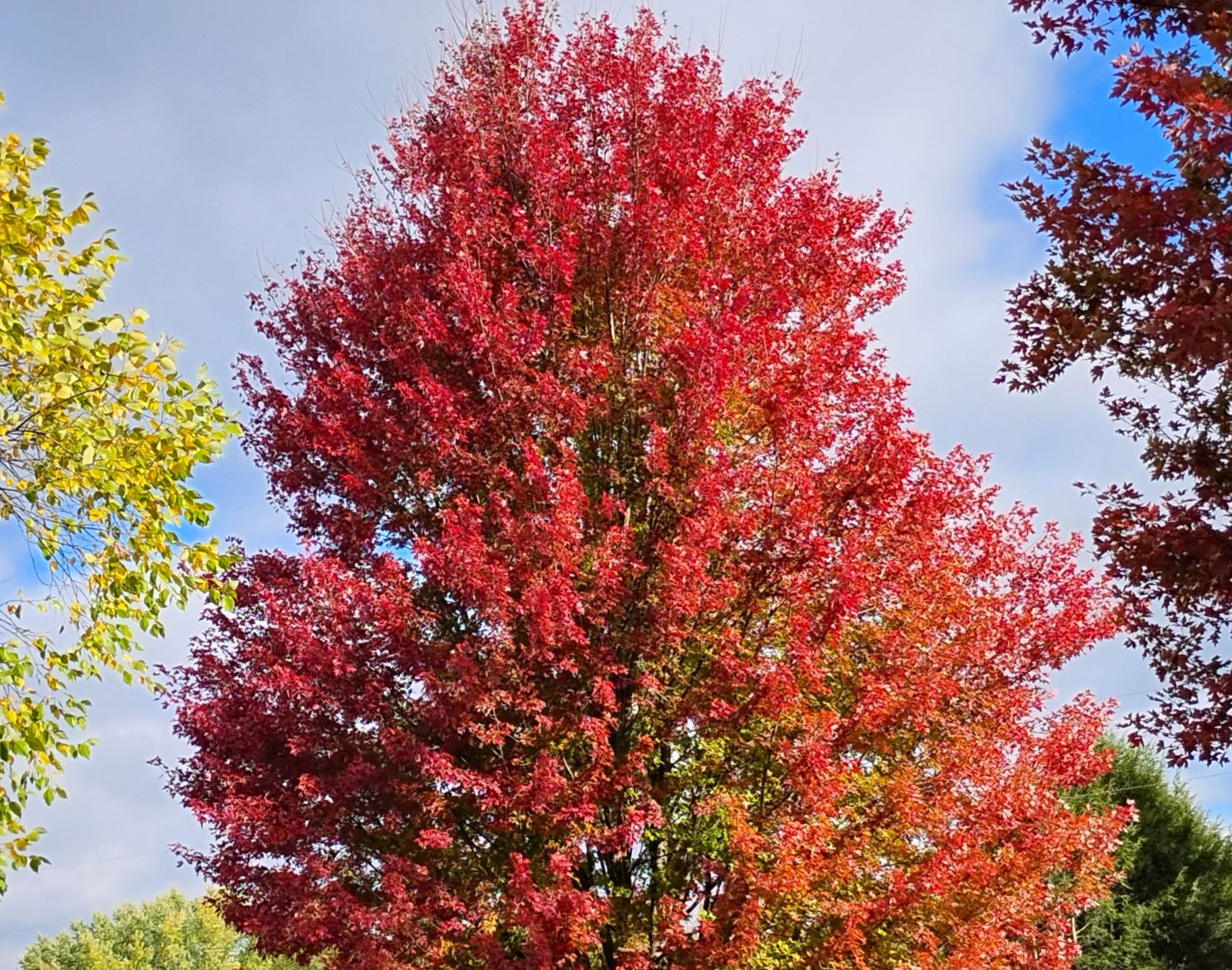 Red Tree Walk Z-LIFESTYLE-RECREATION-OUTDOORS-ROTARY-PARK-TREE-WALK – The Daily Boro